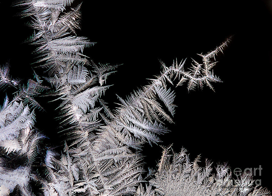 Frost Feathers Photograph by Clare VanderVeen