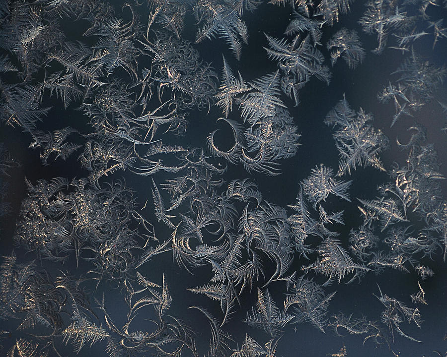 Frost Ferns Photograph by Sue Capuano