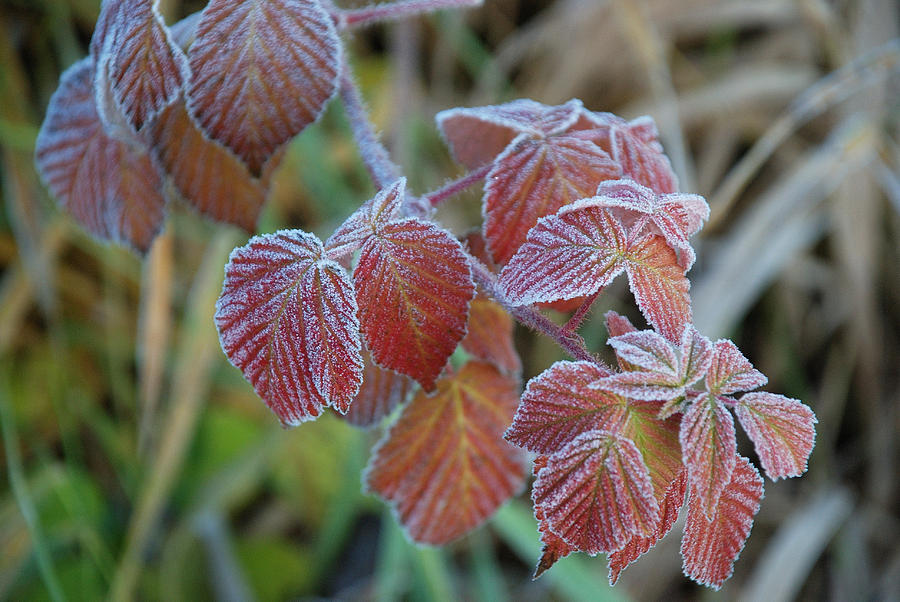 FROST ON LEAVES No. 3 Photograph by Janice Adomeit
