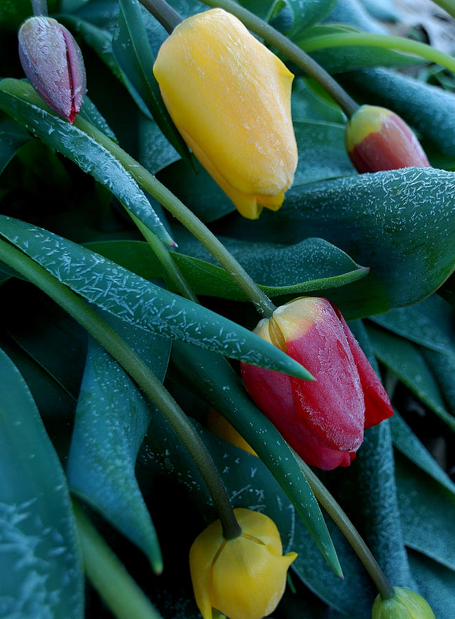 Frost On The Tulips Photograph by Steven Milner