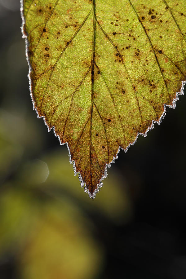 Frost rimmed leaf in fall Photograph by Ulrich Kunst And Bettina Scheidulin