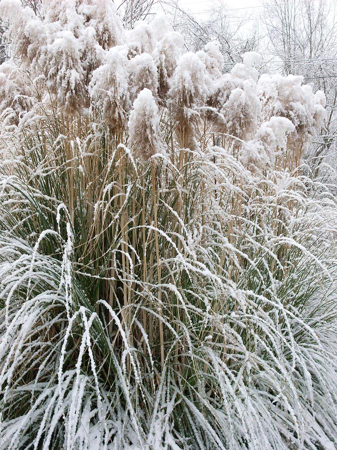 Frosted Grass Photograph by Butch Hill - Fine Art America