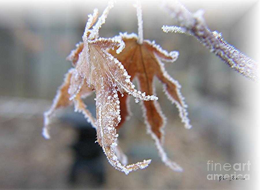 Frosted Hands Photograph by Yumi Johnson