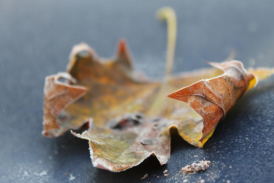 Frosted Leaf Photograph by Adonis Pointer - Fine Art America