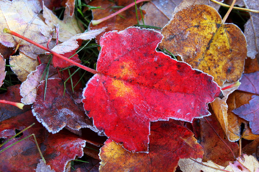 Frosted Leaves Photograph by Suzanne DeGeorge
