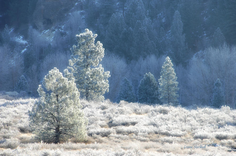 Frosted Morning Photograph by Donna Blackhall