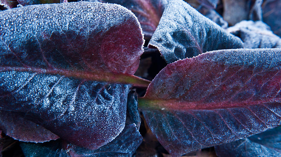 Frosted Paired Leaves Photograph
