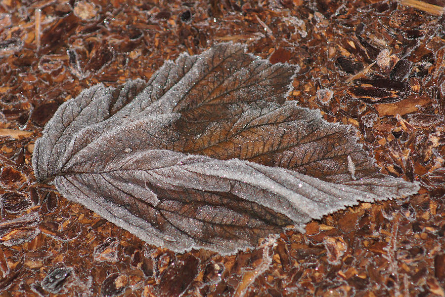 Frosted Raspberry Leaf Photograph by Shirley Heyn