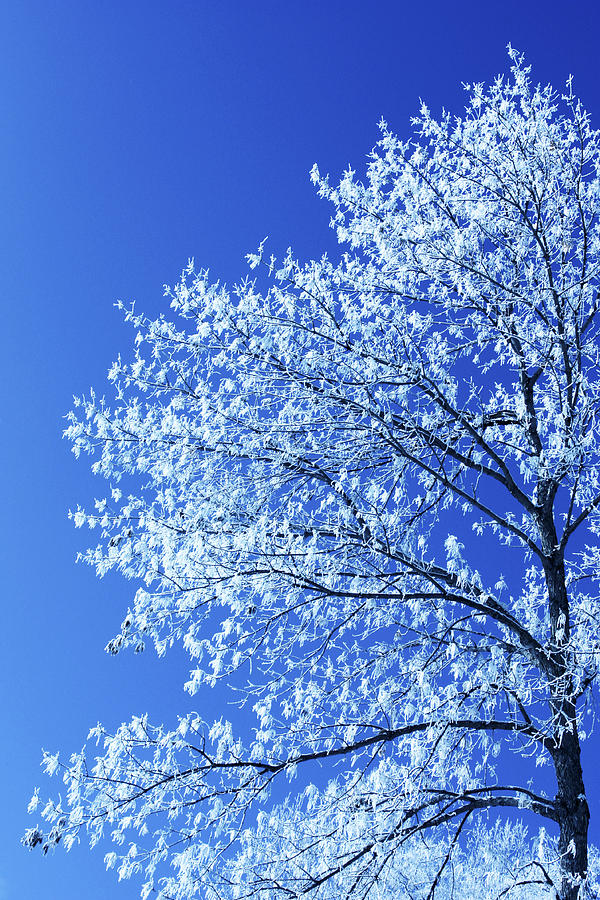 Frosted Tree Right Photograph by Matt Lewis Fine Art America