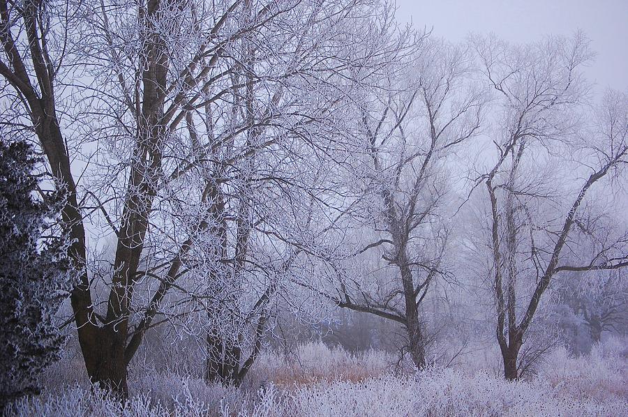 Frosted Trees Color Photograph by Jason King - Fine Art America