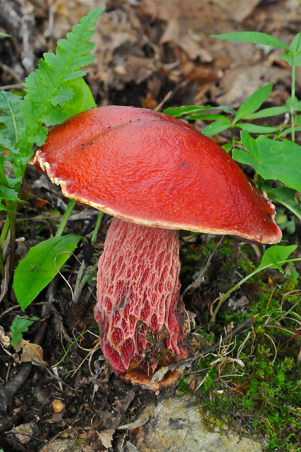 Frosts Bolete Fungi Photograph by Alan Lenk