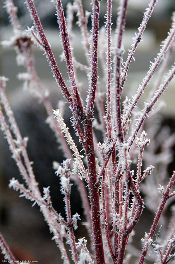 Frosty Coral Maple Photograph by Mick Anderson