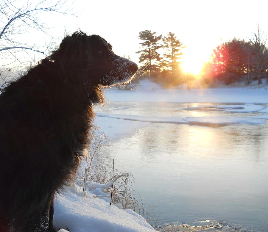 Frosty Dog on River Bank Photograph by Kent Lorentzen