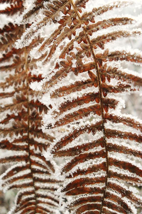 Frosty Fern Photograph by Michael Standen Smith