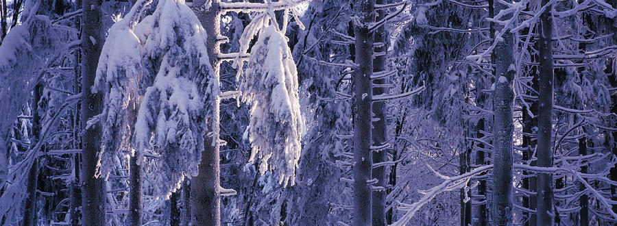 Frosty fir trees Photograph by Ulrich Kunst And Bettina Scheidulin