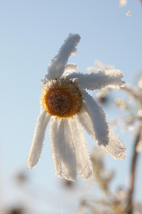 Frosty flower Photograph by Ulrich Kunst And Bettina Scheidulin