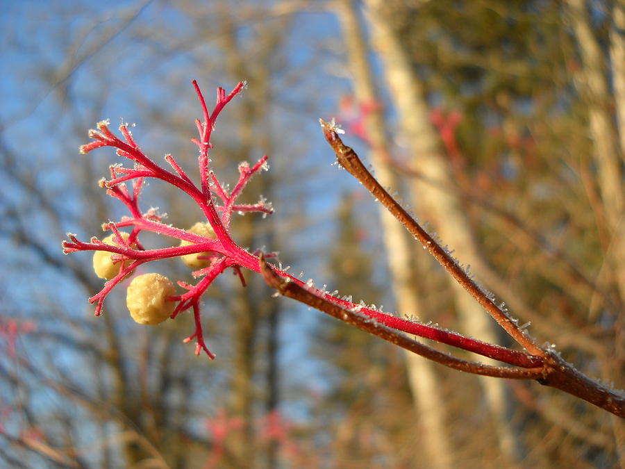 Frosty Gray Dogwood Berries Photograph by Kent Lorentzen