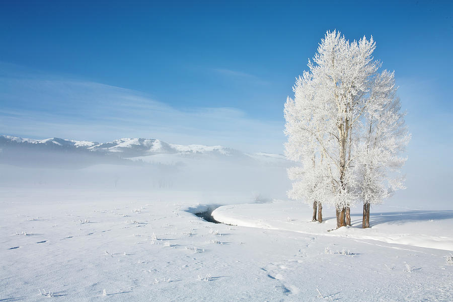 Frosty Meadow Photograph by D Robert Franz