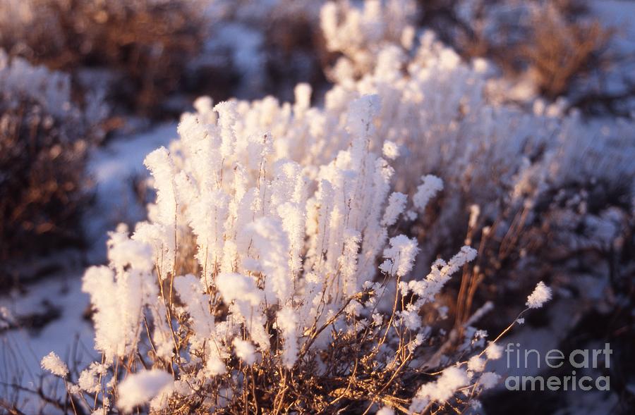 Frosty Morning Photograph by Edward R Wisell