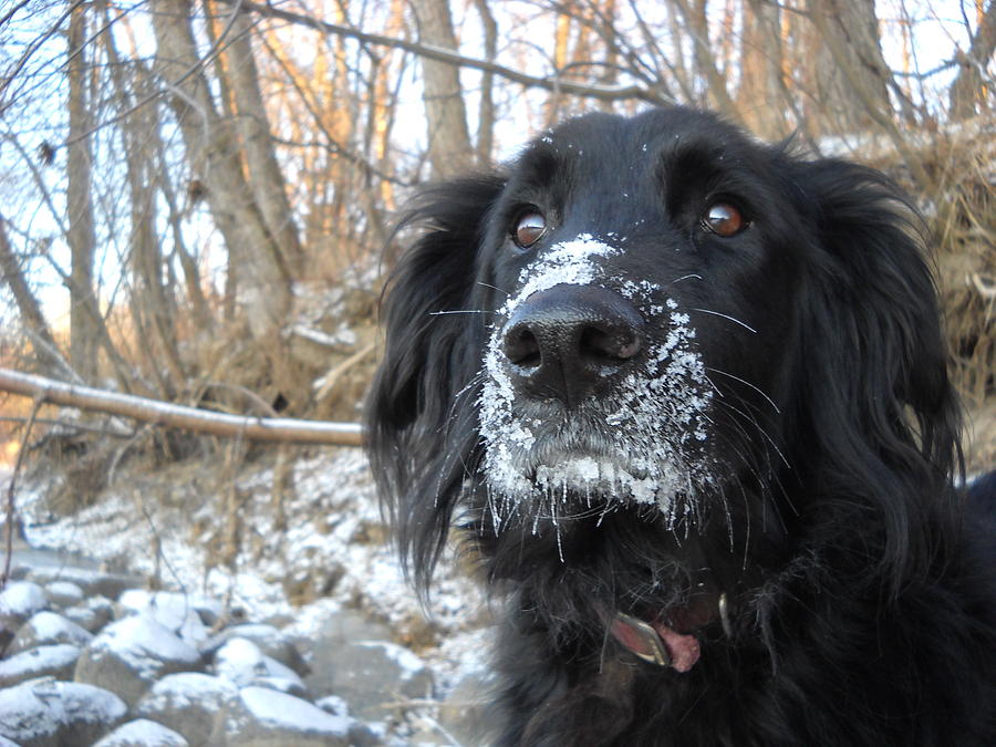 Frosty Mug Dog Photograph by Kent Lorentzen