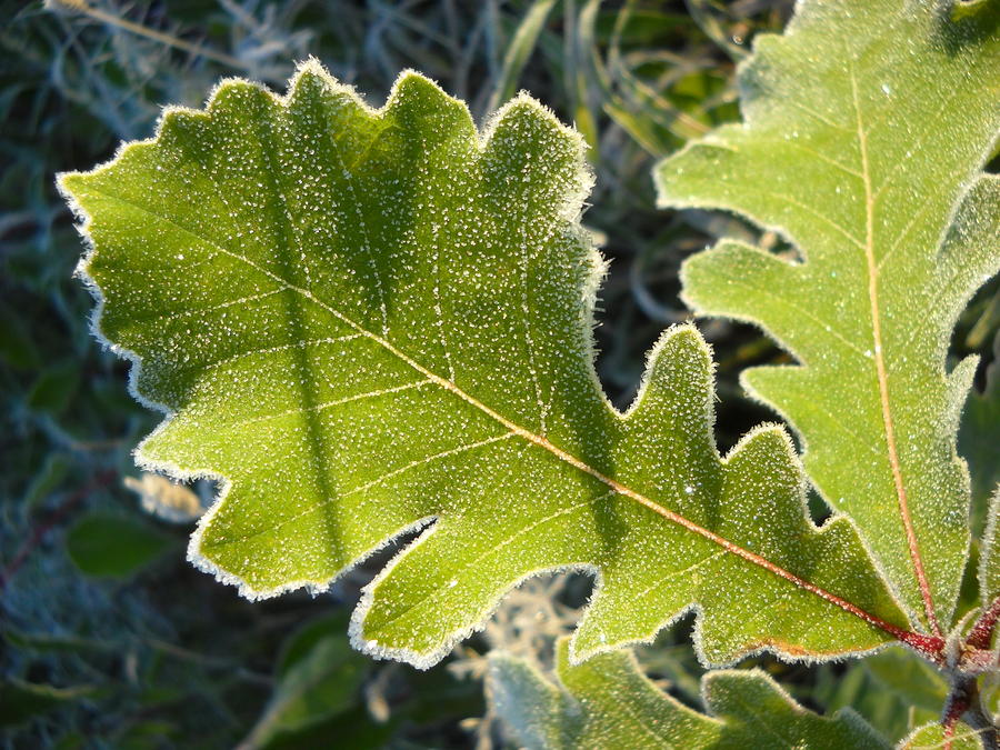 Frosty Oak Leaves Photograph by Kent Lorentzen