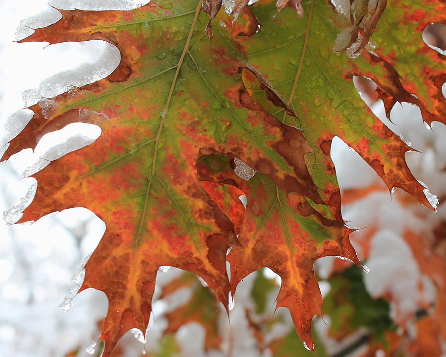 Frosty Oak Photograph by Trent Mallett