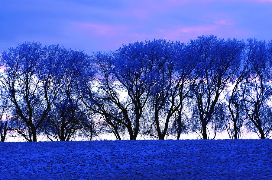 Winter Photograph - Frosty Trees by Dean Muz
