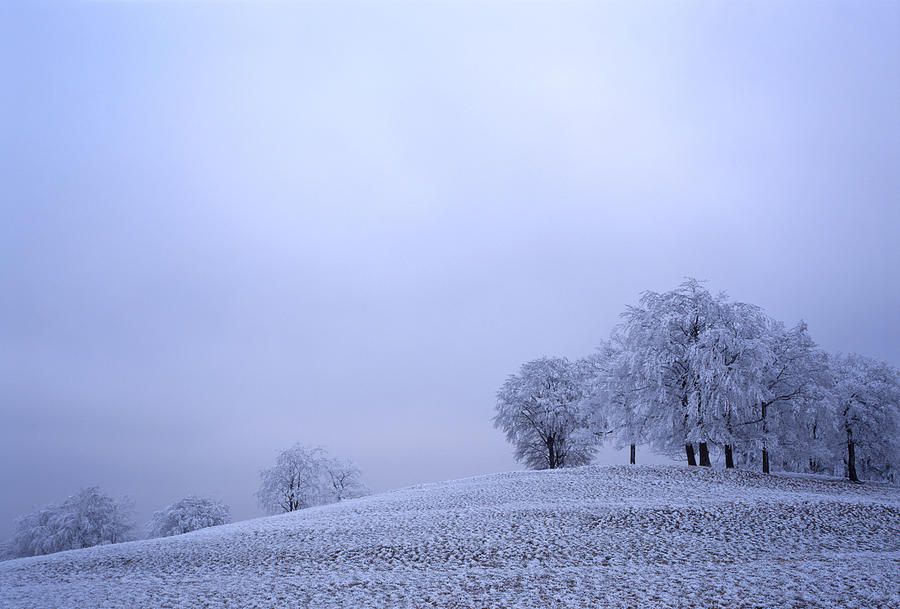 Frosty trees - available for licensing Photograph by Ulrich Kunst And Bettina Scheidulin
