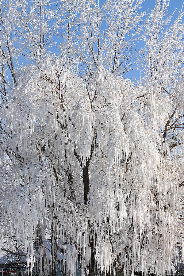 Frosty Willow Tree Sceen 2 Photograph by Karlena McDougall - Fine Art ...