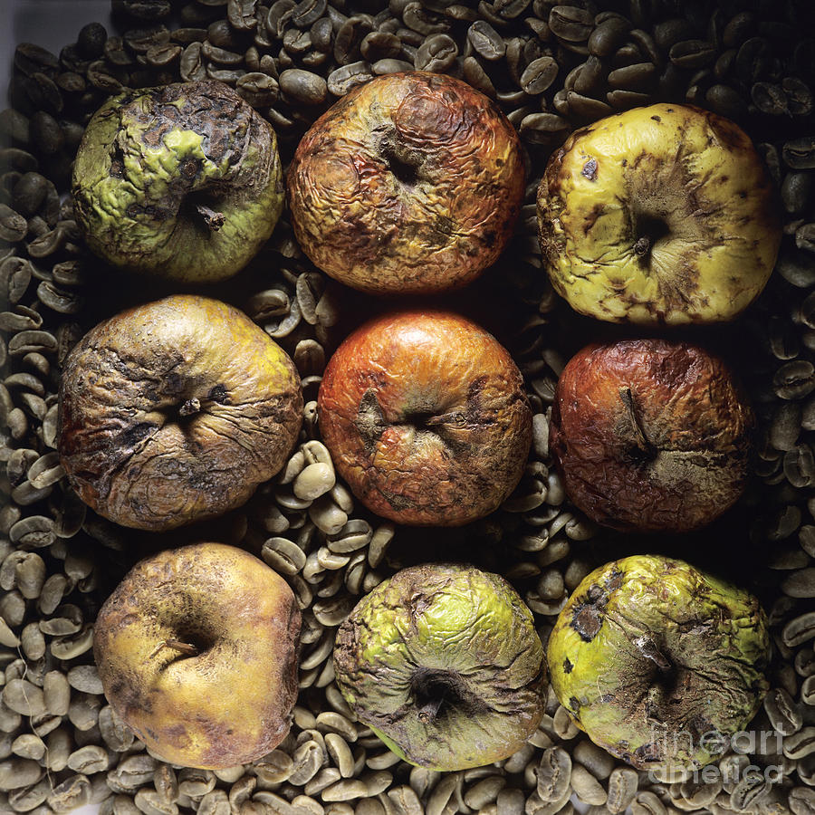 Fruit Photograph - Frozen apples by Bernard Jaubert