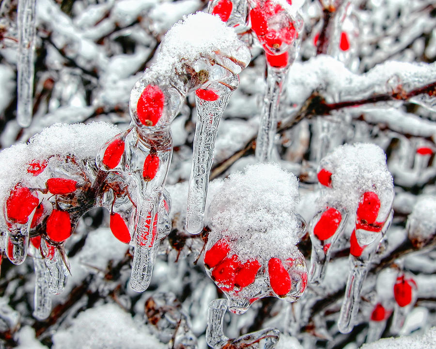 Frozen Berries Photograph by Joe Myeress