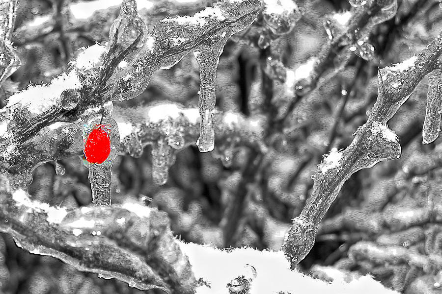Winter Photograph - Frozen Berry by Joe Myeress