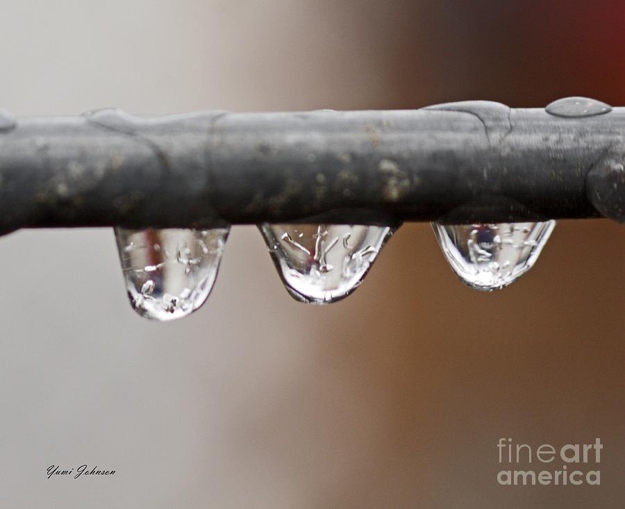 Frozen drops Photograph by Yumi Johnson