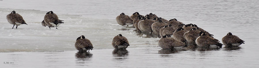 Geese Photograph - Frozen Flock by Kevin Munro