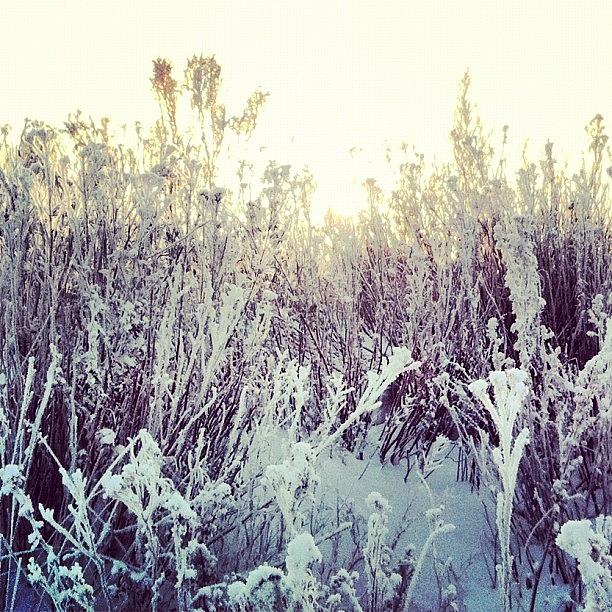 Frozen Grass Photograph by Rolf Lindstrom