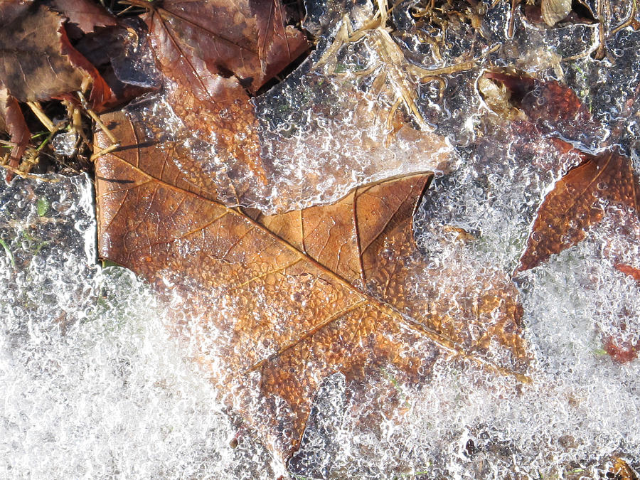 Frozen Leaf Photograph by Michele Caporaso