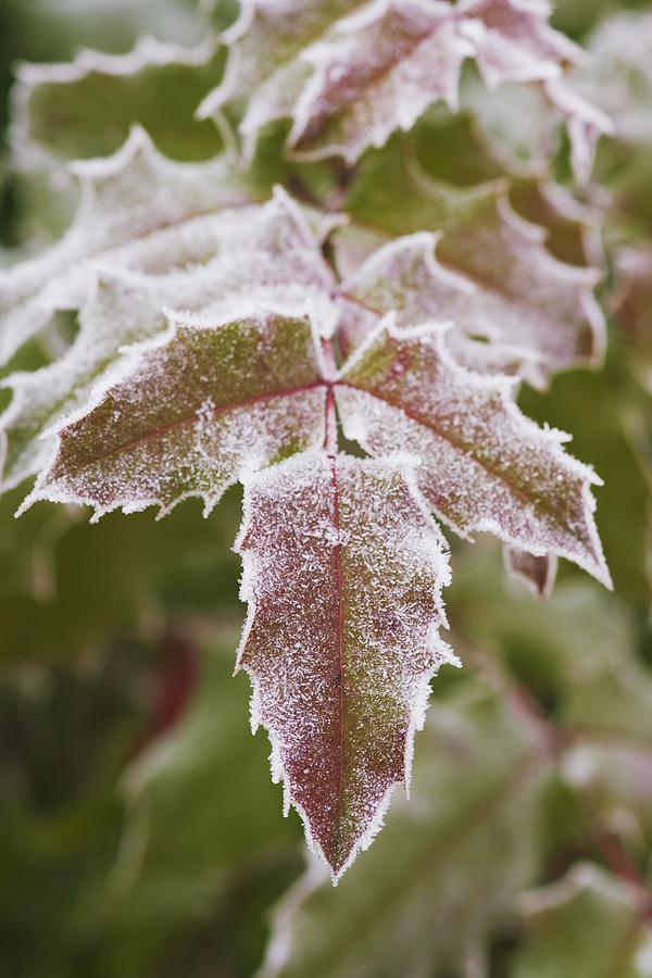 Christmas Photograph - Frozen Leaves by Craig Tuttle