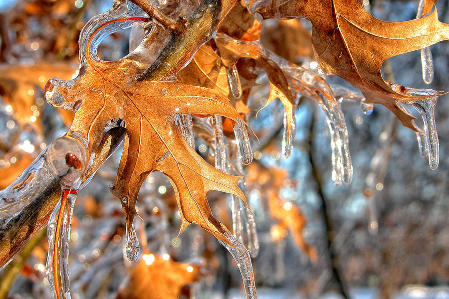 Frozen Leaves Photograph by Joe Myeress