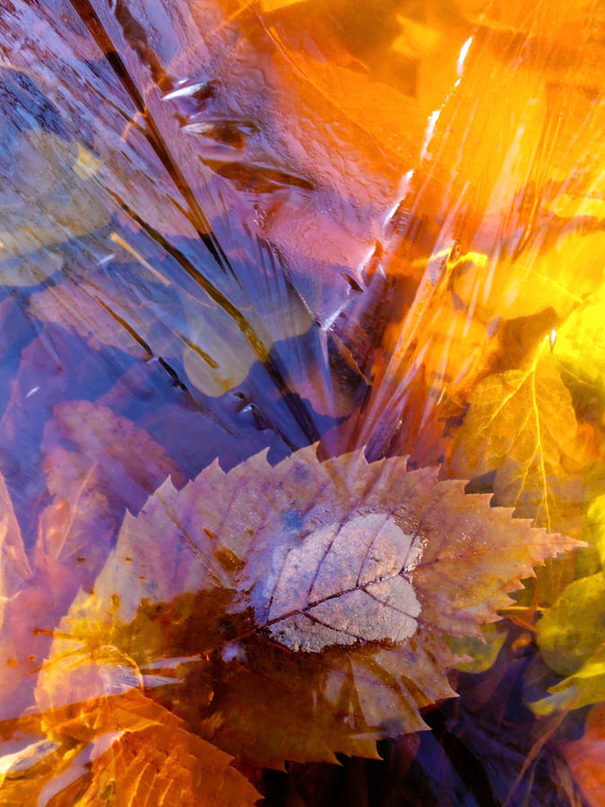 Fall Photograph - Frozen Leaves ... by Juergen Weiss