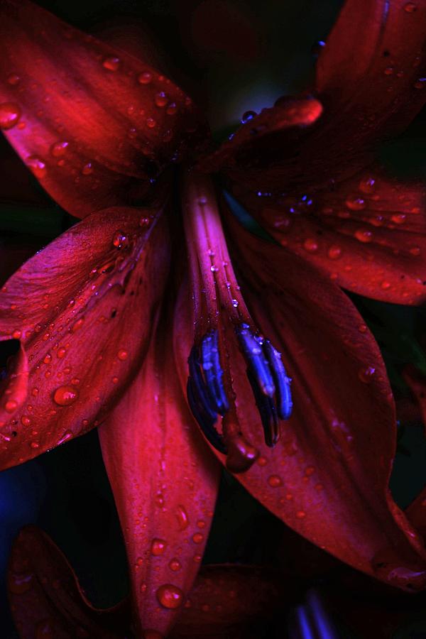 Lily Photograph - Frozen Lily by Katarina Risell
