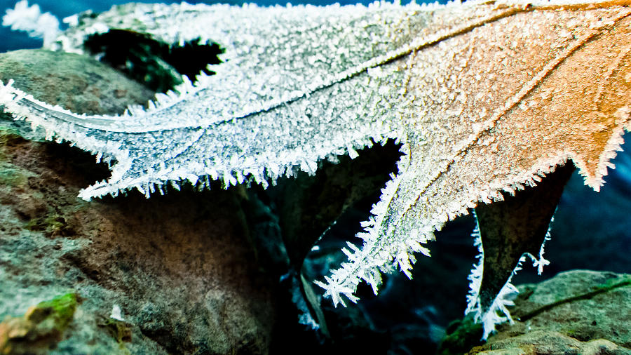 Frozen Maple Photograph by Tingy Wende