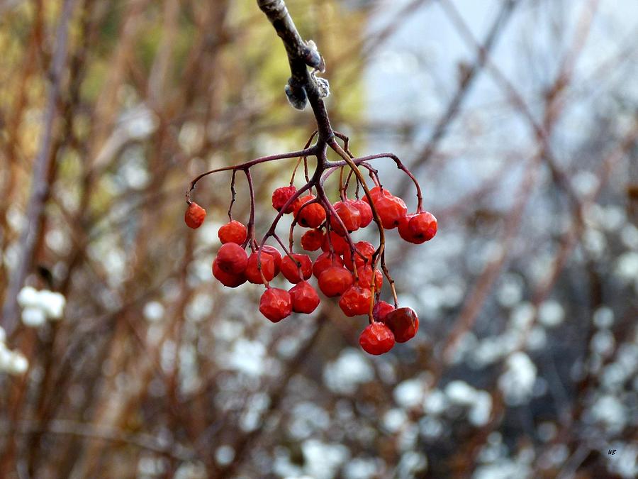Frozen Mountain Ash Berries Photograph by Will Borden