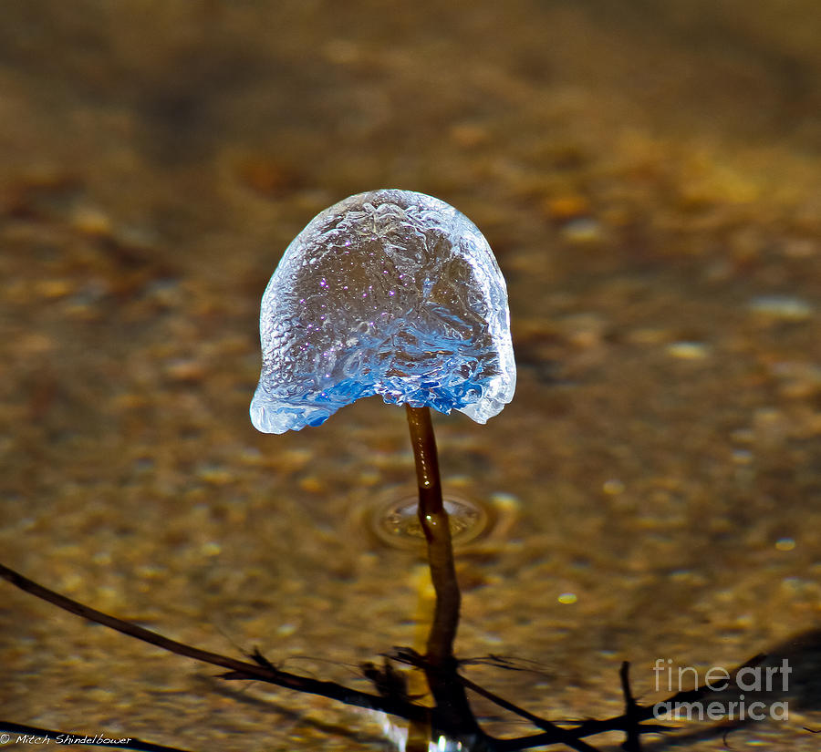 Frozen Mushroom Photograph by Mitch Shindelbower - Pixels