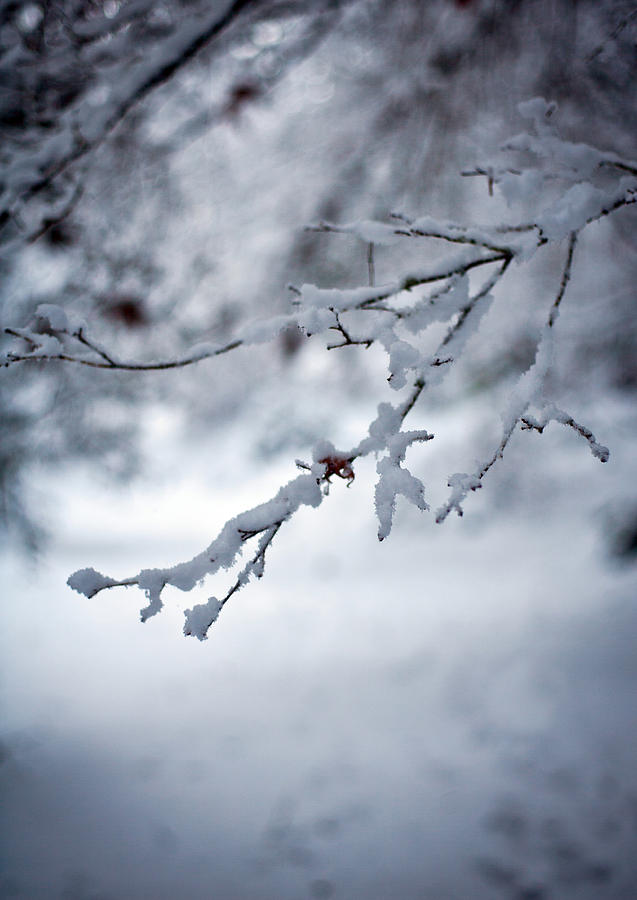 Frozen Path Photograph by Mike Reid