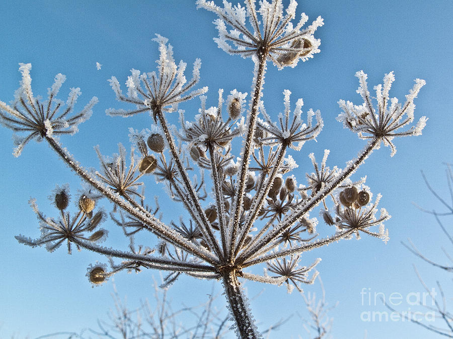 Winter Photograph - Frozen Plant by Heiko Koehrer-Wagner