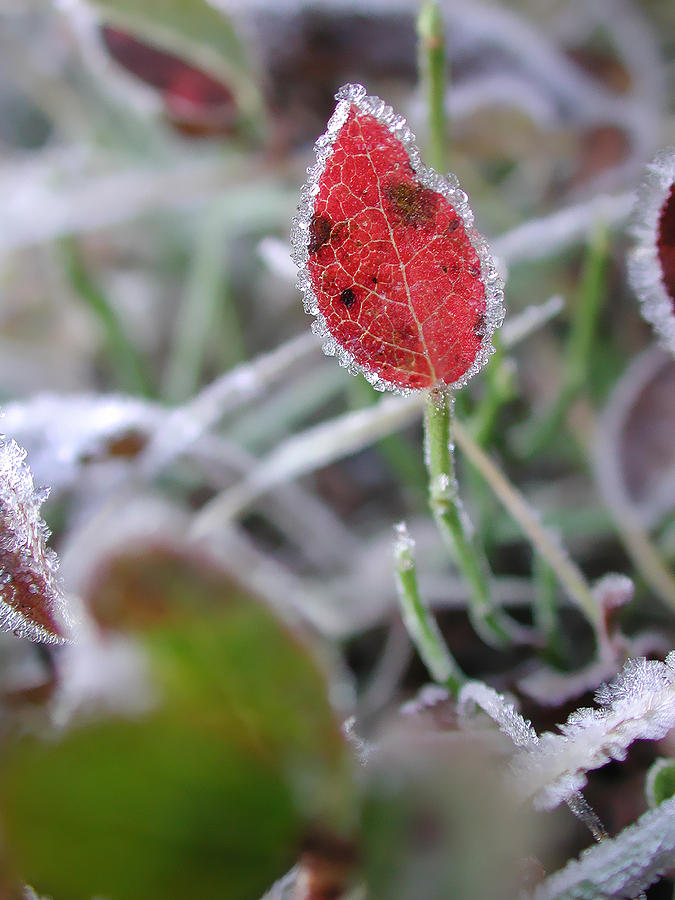 Frozen Red Leaf Photograph by Erik Tanghe