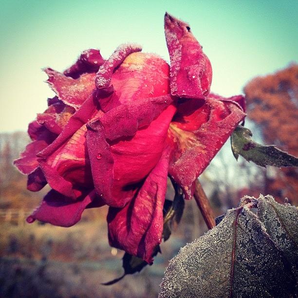 Frozen Rose Photograph by Jayna Wallace