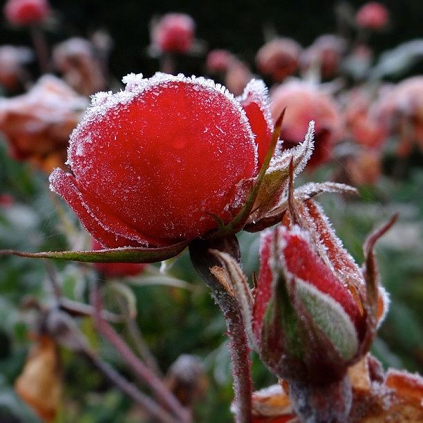 Frozen Roses In The Garden This Morning Photograph by Cees Leeflang