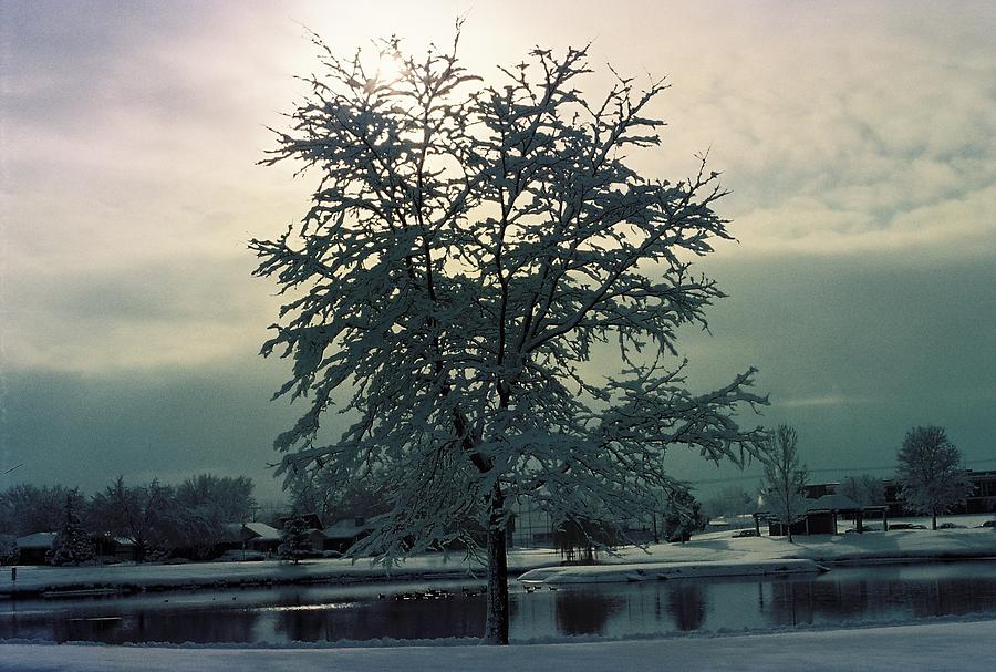 Frozen Tree Photograph by Trent Mallett