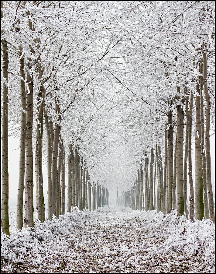 Frozen Trees Photograph by Beppeverge